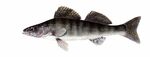 Zander (Stizostedion lucioperca) Zander (Stizostedion lucioperca)